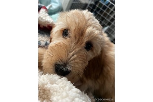 成約済の茨城県のミックス犬-265457の11枚目