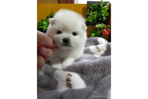 成約済の神奈川県のポメラニアン-274424の8枚目