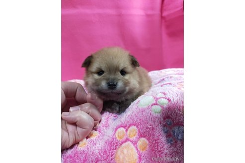 成約済の神奈川県のポメラニアン-273523の17枚目