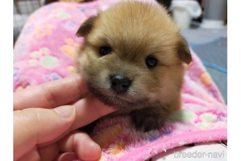 成約済の神奈川県のポメラニアン-273523の15枚目