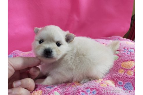 成約済の神奈川県のポメラニアン-273124の10枚目