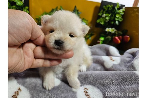 成約済の神奈川県のポメラニアン-273121の22枚目