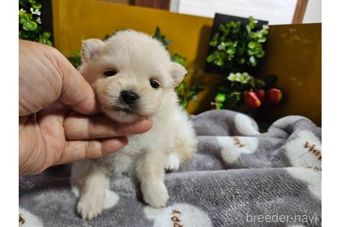 成約済の神奈川県のポメラニアン-273121の14枚目