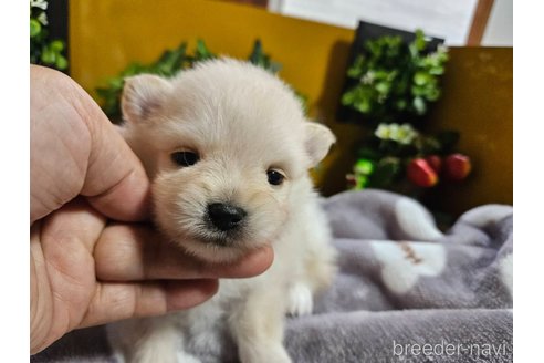 成約済の神奈川県のポメラニアン-273121の16枚目