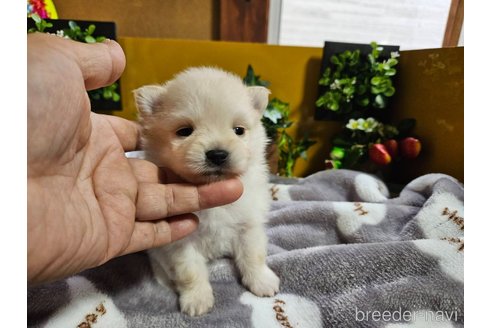 成約済の神奈川県のポメラニアン-273121の18枚目