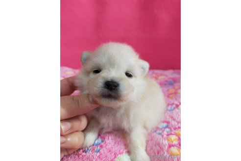 成約済の神奈川県のポメラニアン-273121の20枚目