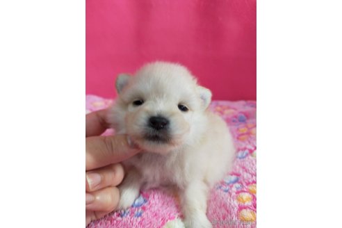 成約済の神奈川県のポメラニアン-273121の13枚目