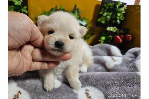 成約済の神奈川県のポメラニアン-273121の22枚目