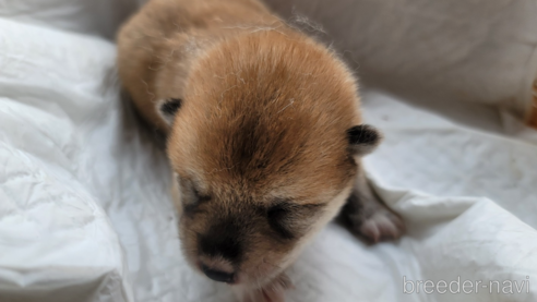 成約済の千葉県の柴犬-277785の3枚目