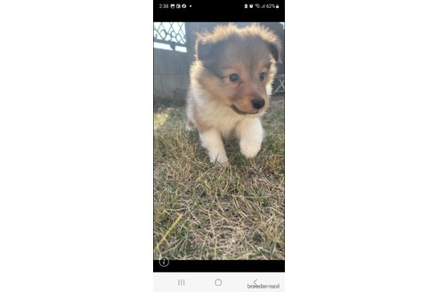成約済の香川県のシェットランドシープドッグ(シェルティ)-271069の9枚目