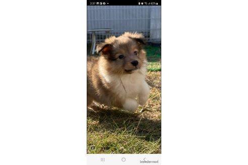 成約済の香川県のシェットランドシープドッグ(シェルティ)-271069の4枚目
