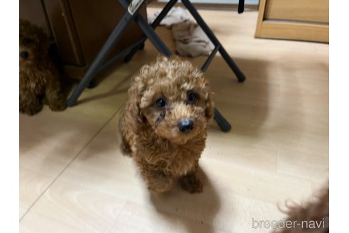 成約済の神奈川県のタイニープードル-268710の13枚目