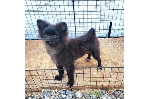 成約済の茨城県のポメラニアン-257210の29枚目