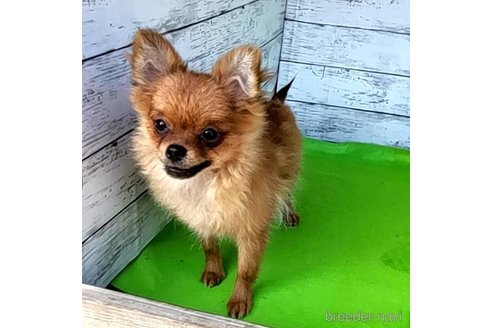 成約済の茨城県のポメラニアン-251766の12枚目