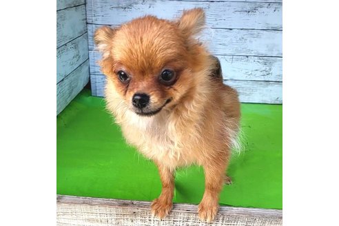 成約済の茨城県のポメラニアン-251766の14枚目