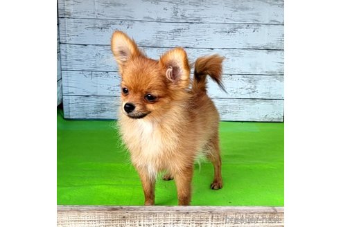 成約済の茨城県のポメラニアン-251770の12枚目
