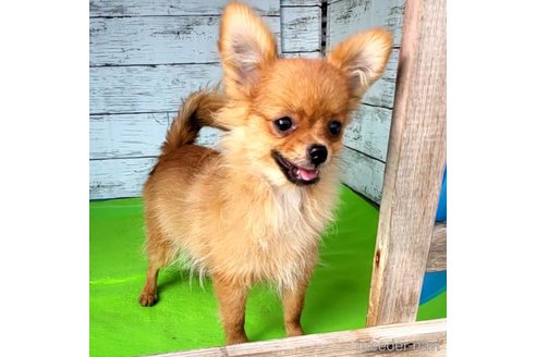成約済の茨城県のポメラニアン-251770の13枚目