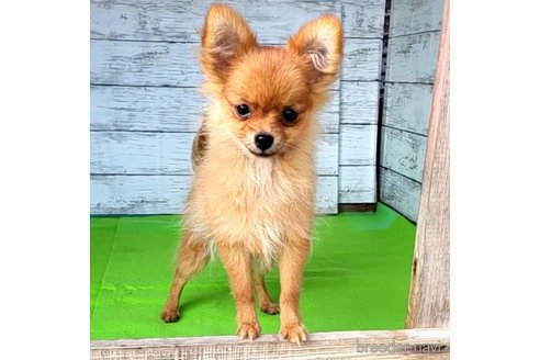 成約済の茨城県のポメラニアン-251770の11枚目