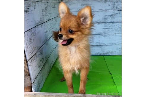 成約済の茨城県のポメラニアン-251770の15枚目