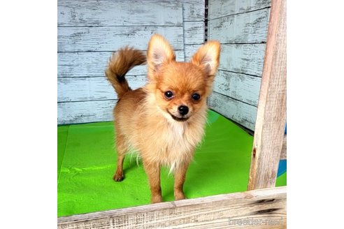 成約済の茨城県のポメラニアン-251770の14枚目