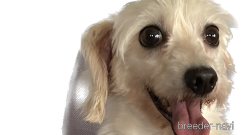 成約済の秋田県のミックス犬-274511の1枚目