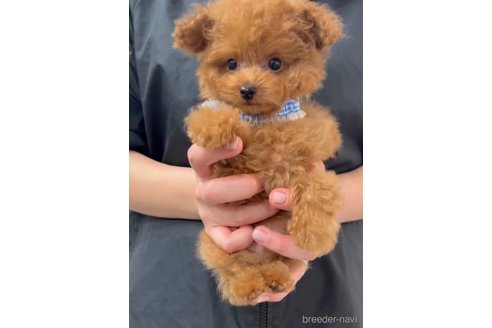 成約済の福岡県のティーカッププードル-269219の5枚目