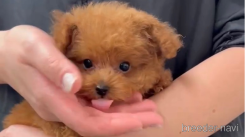 成約済の福岡県のティーカッププードル-269219の2枚目