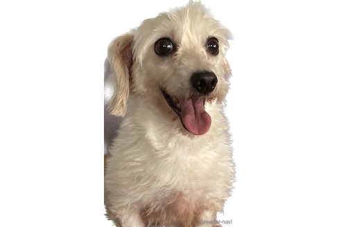 成約済の秋田県のミックス犬-274511の2枚目