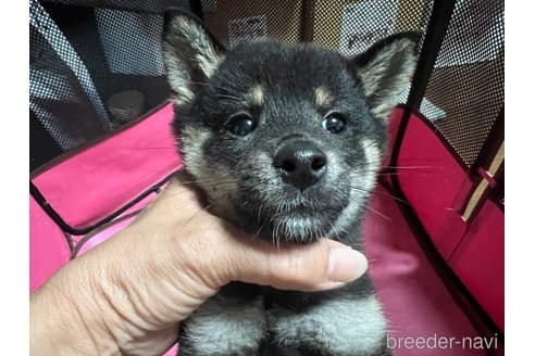 成約済の埼玉県の豆柴-274525の2枚目