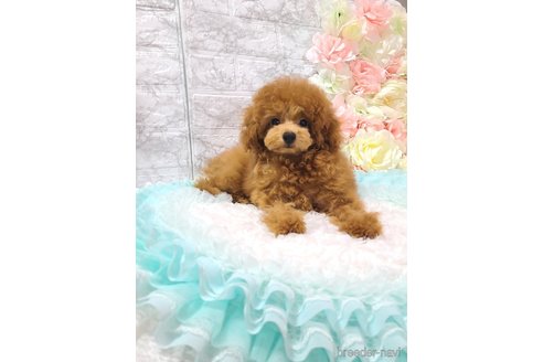 販売中の徳島県のタイニープードル-274534