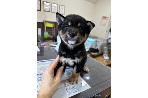 成約済の千葉県の柴犬-270259の20枚目