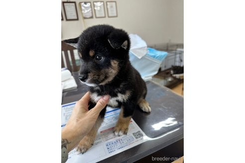 成約済の千葉県の柴犬-270259の18枚目