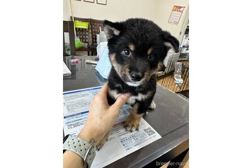 成約済の千葉県の柴犬-270259の17枚目