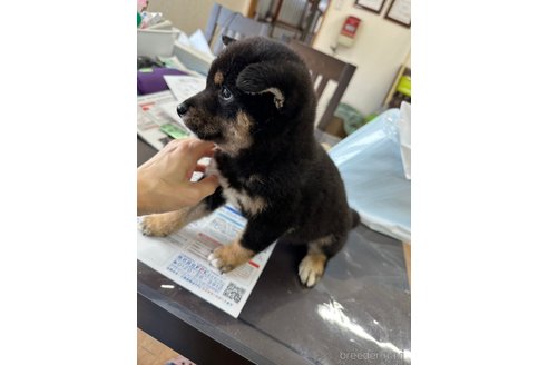 成約済の千葉県の柴犬-270259の17枚目