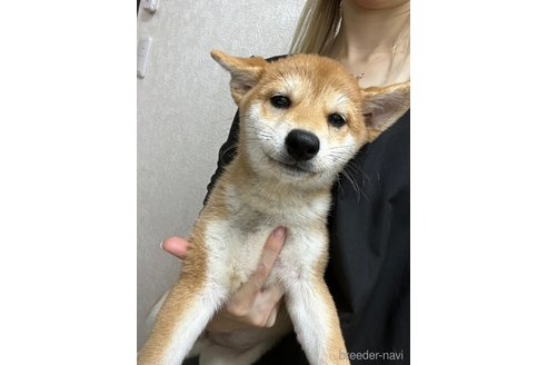 成約済の千葉県の柴犬-264464の15枚目