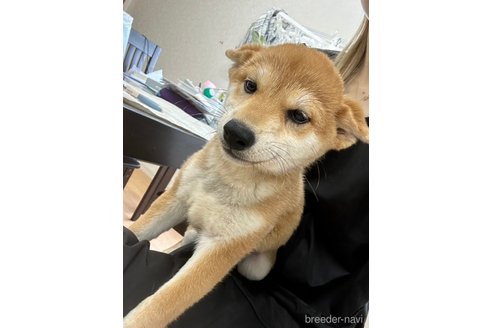 成約済の千葉県の柴犬-264464の14枚目
