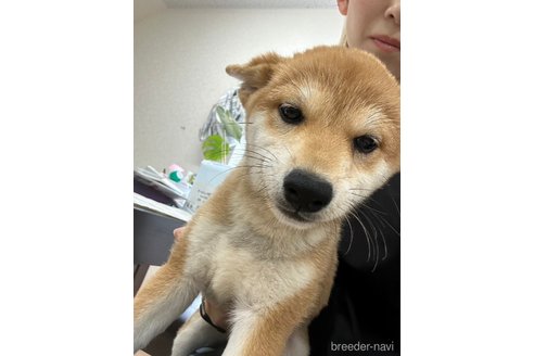 成約済の千葉県の柴犬-264464の11枚目