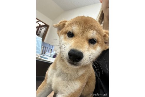 成約済の千葉県の柴犬-264464の13枚目