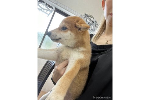成約済の千葉県の柴犬-264464の12枚目