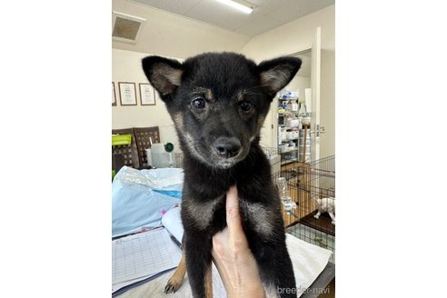 成約済の千葉県の豆柴-261386の22枚目