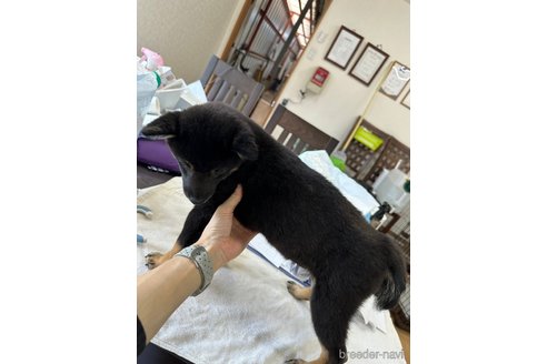成約済の千葉県の豆柴-261386の19枚目