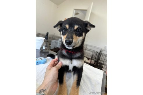 成約済の千葉県の柴犬-264713の3枚目