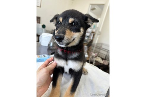 成約済の千葉県の柴犬-264713の4枚目