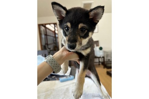 成約済の千葉県の豆柴-261313の12枚目