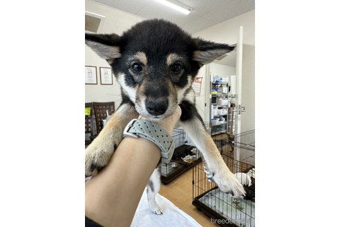 成約済の千葉県の豆柴-261313の11枚目