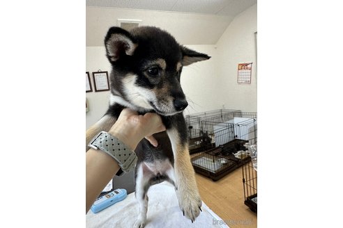 成約済の千葉県の豆柴-261313の7枚目