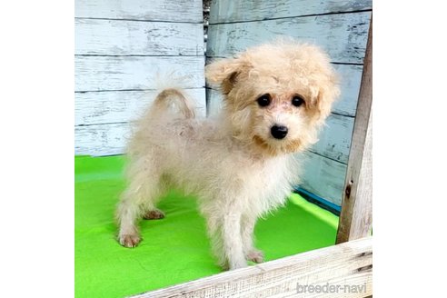 成約済の茨城県のミックス犬-261638の25枚目