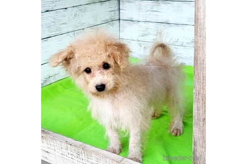 成約済の茨城県のミックス犬-261638の24枚目