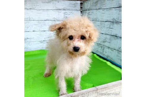 成約済の茨城県のミックス犬-261638の22枚目