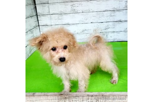 成約済の茨城県のミックス犬-261638の23枚目